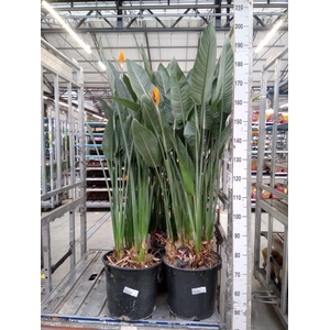 Strelitzia reg.