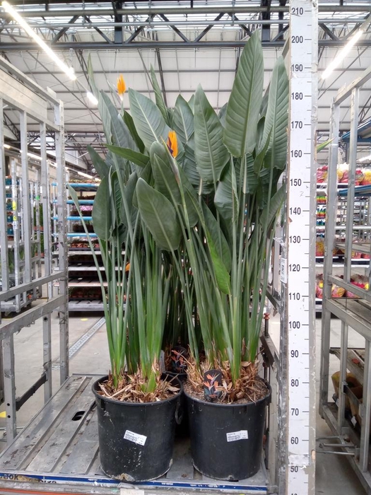 <h4>Strelitzia reg.</h4>