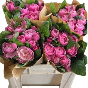 R TR SILVA PINK+