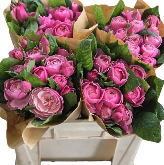 <h4>R TR SILVA PINK+</h4>