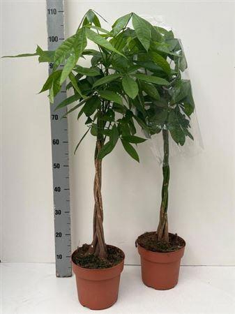 <h4>Pachira Aquatica 5+</h4>