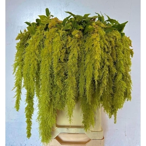 AMAR GREEN SPIDER AMAR CA GREE SPID