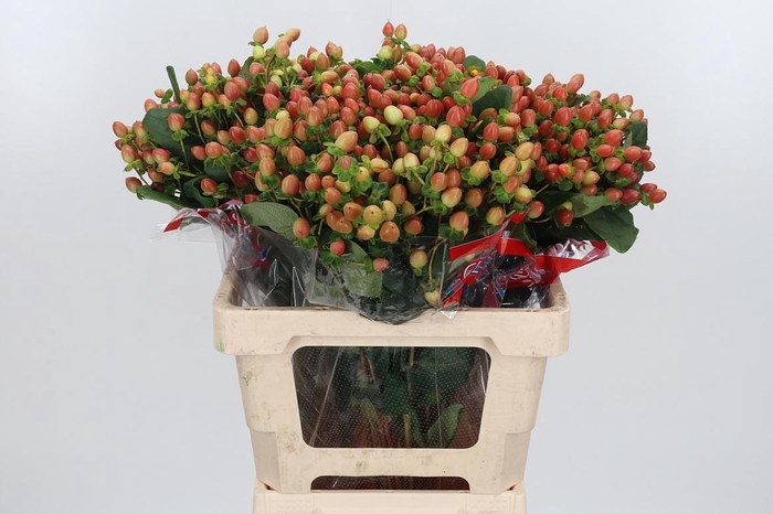 <h4>Hyp Globo Coral</h4>