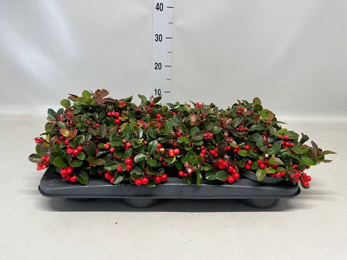 <h4>Gaultheria proc.</h4>