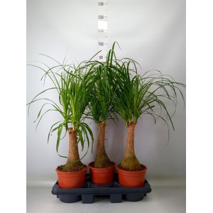 Beaucarnea recurvata