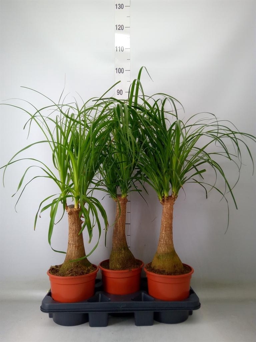 <h4>Beaucarnea recurvata</h4>