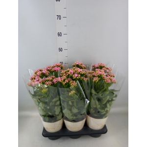 Kalanchoe  'RoseFlow Graceful Pink'
