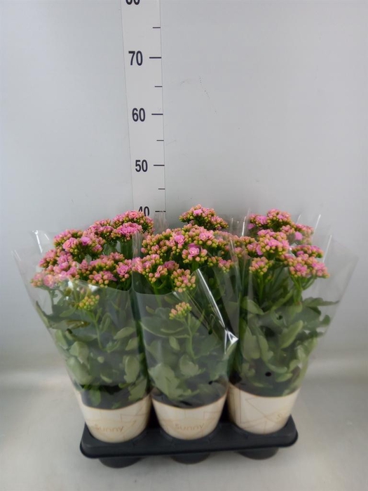 <h4>Kalanchoe  'RoseFlow Graceful Pink'</h4>