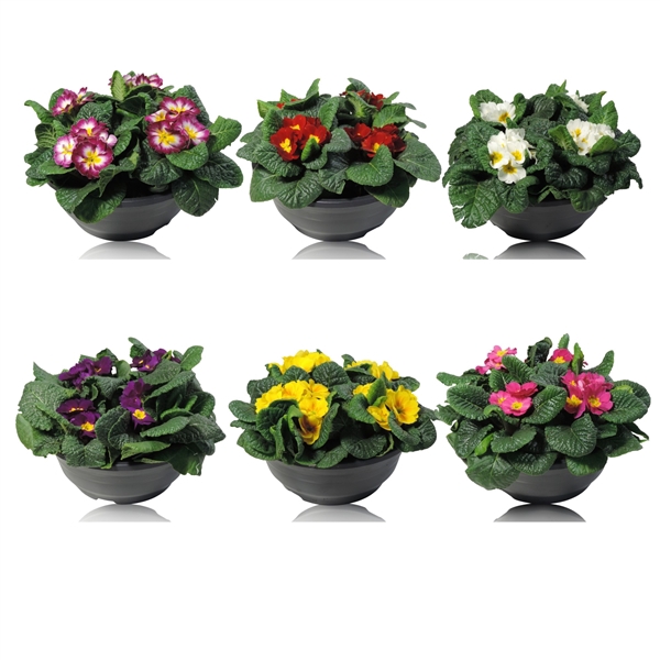 <h4>Primula Acaulis Grp gemengd</h4>
