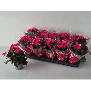 BEG HL ADONIA PINK