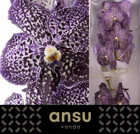 <h4>Vanda Sunanda Jeff Leatham X 8</h4>