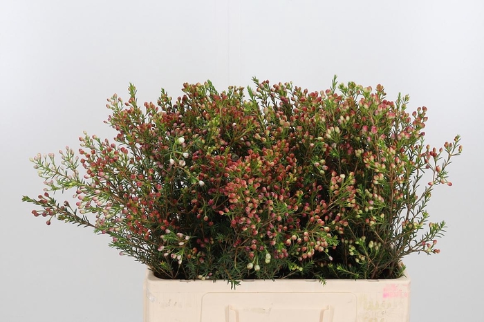 <h4>Chame Mi Liron Bes</h4>