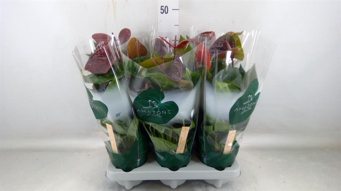 <h4>Anthurium andr. 'Essencia'</h4>