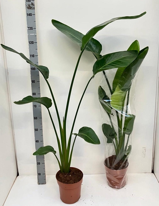 <h4>STRELITZIA NICOLAI</h4>