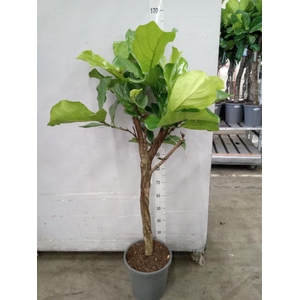 Ficus lyrata