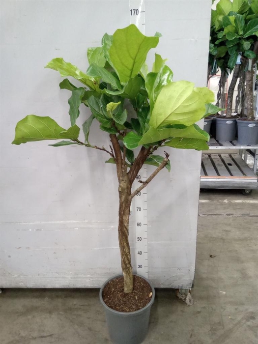 <h4>Ficus lyrata</h4>