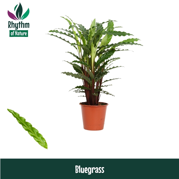<h4>Calathea Bluegrass</h4>