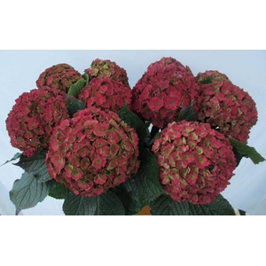 HYDR M ROY ANASTA CL