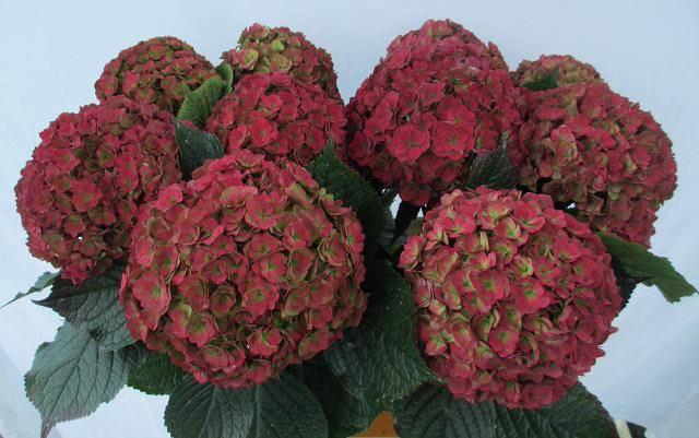 <h4>HYDR M ROY ANASTA CL</h4>