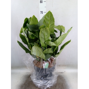 Philodendron  'Silver Queen'