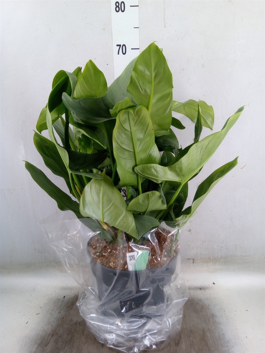 <h4>Philodendron  'Silver Queen'</h4>