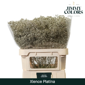 Gyps Xlence L80 Mtlc. Platinum