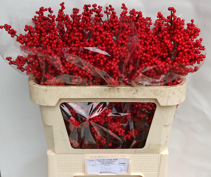 <h4>ILEX VE RODE BES</h4>