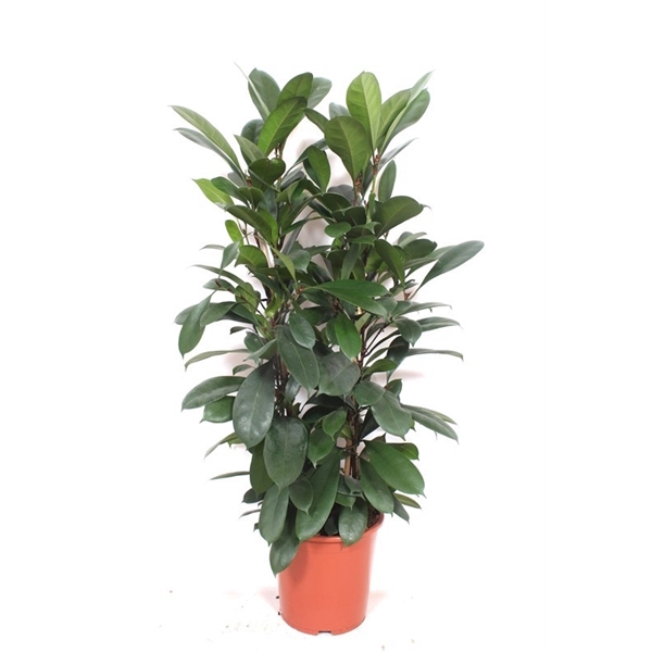 <h4>Ficus Cyathistipula 2pp</h4>