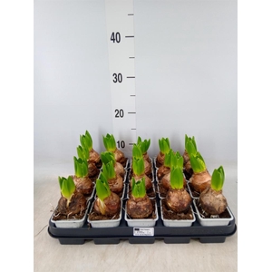 Hyacinthus orie. 'Pearl White'