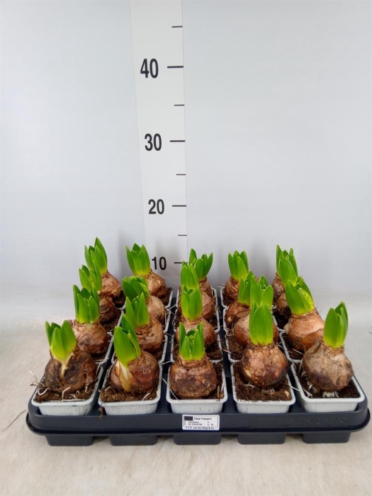 <h4>Hyacinthus orie. 'Pearl White'</h4>