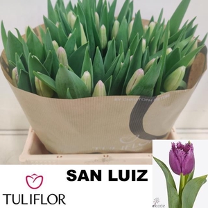 TU FR SAN LUIZ