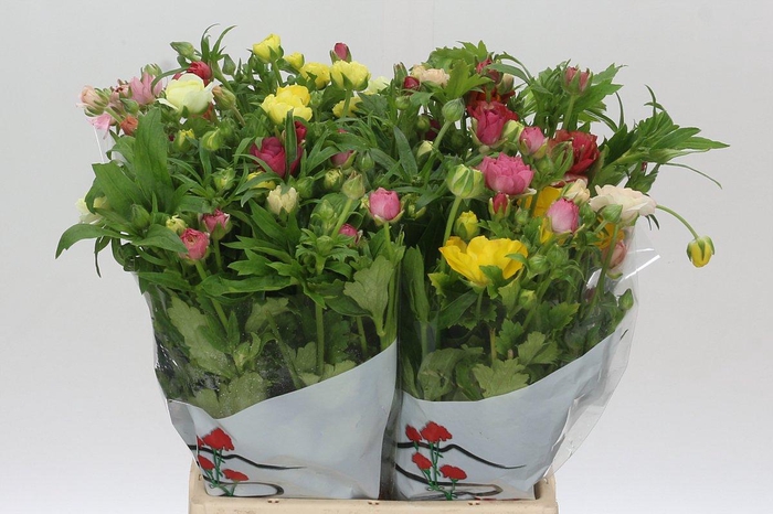 Ranunculus Butterfly Mix in Fust