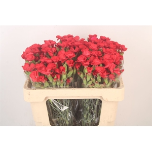 Di Symply Love Red