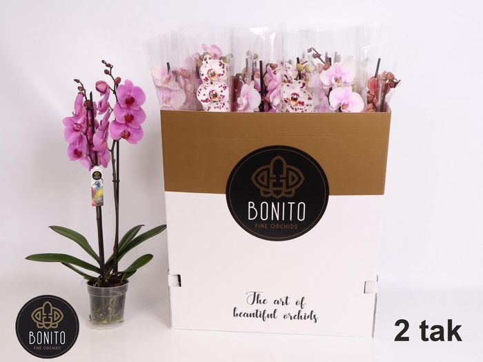 <h4>PHAL GEM 7 KL</h4>