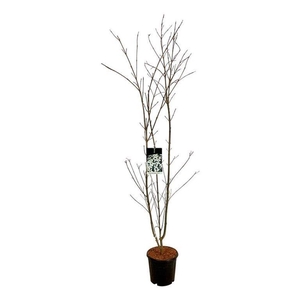 Cornus kousa 'Weisse Fontaine'