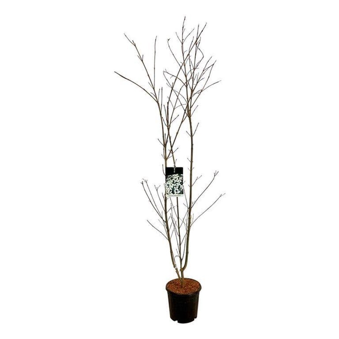 <h4>Cornus kousa 'Weisse Fontaine'</h4>