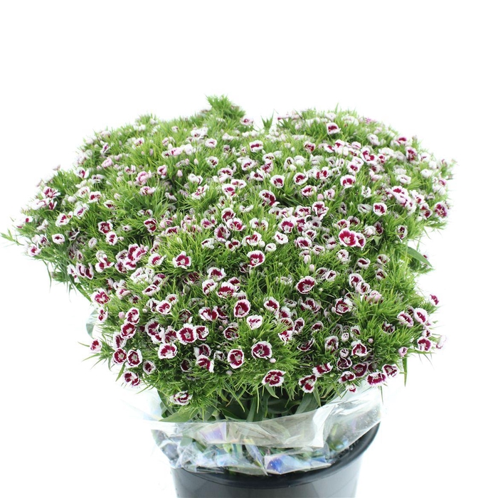 <h4>Di Barb Ball White/pink Bibolour</h4>