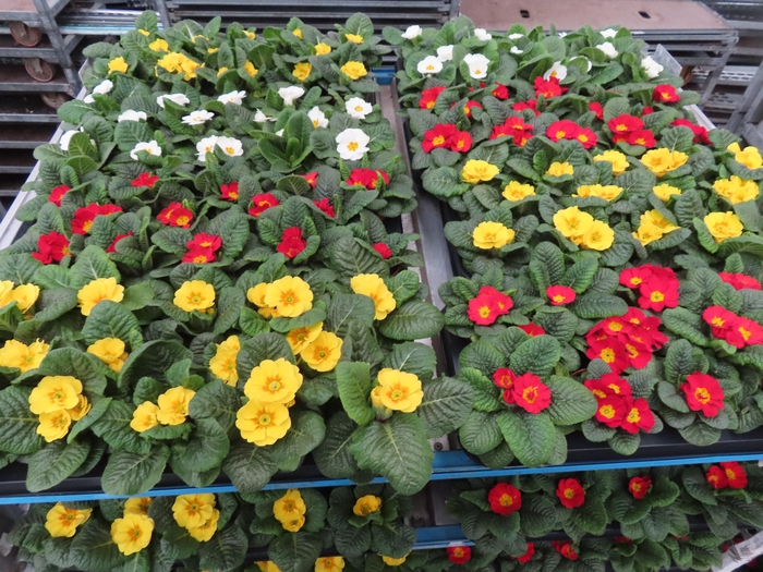 <h4>PRIM AC MIXK</h4>