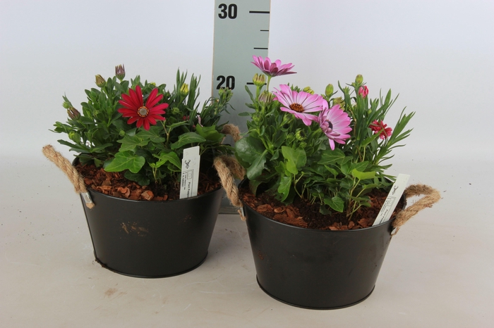 <h4>ARR TUINPLANTEN</h4>