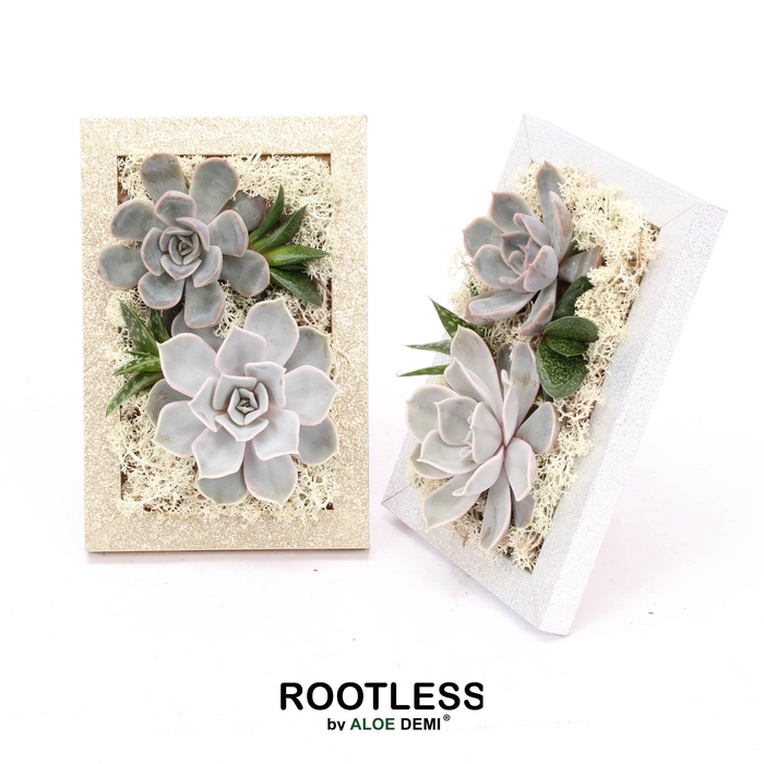 <h4>ROOTLESS Succulent, Photo frame Gold Silver</h4>