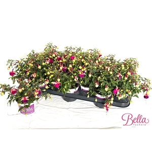 FUCHSIA B F  OLIVIA