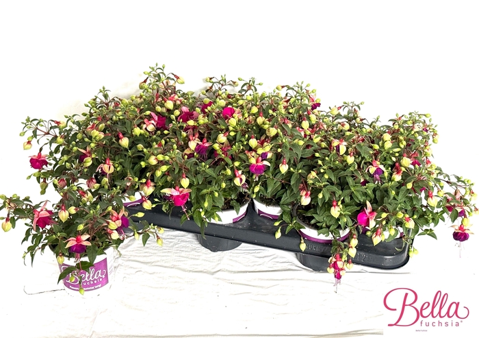 <h4>FUCHSIA B F  OLIVIA</h4>