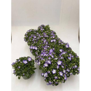 CAMPANULA FANCY MEE P10.5