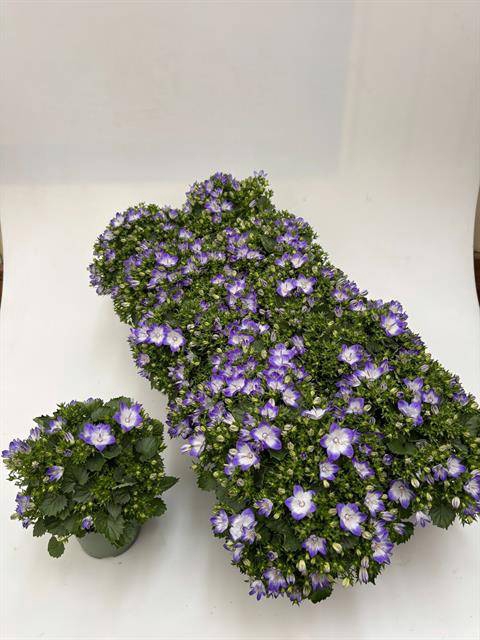 <h4>CAMPANULA FANCY MEE P10.5</h4>