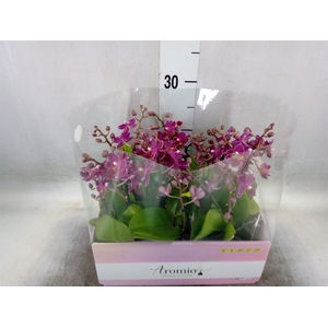 Phalaenopsis multi.   ...lilac