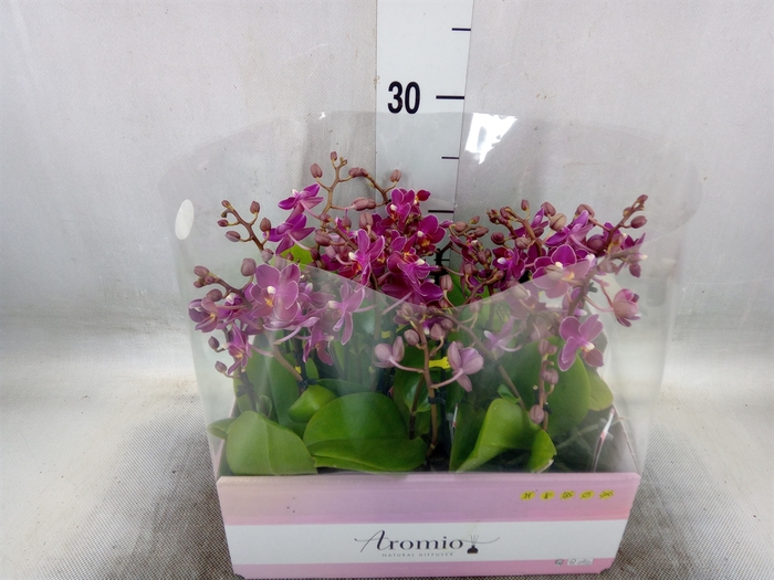 <h4>Phalaenopsis multi.   ...lilac</h4>