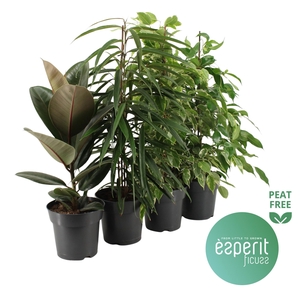 Ficus Ficuss Mix 3-4 srt.