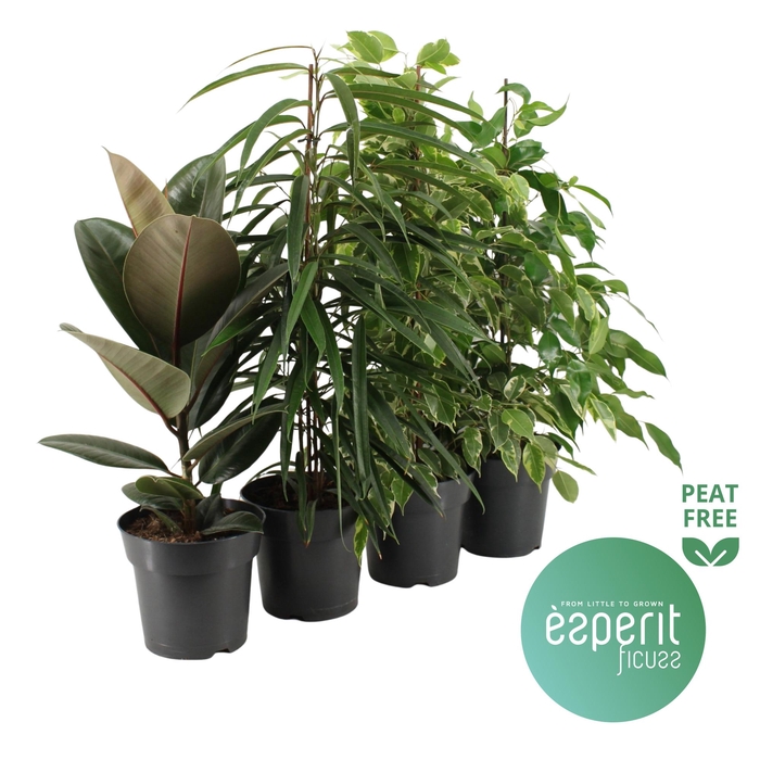 <h4>Ficus Ficuss Mix 3-4 srt.</h4>