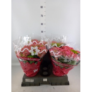 Hydrangea mac.   ...