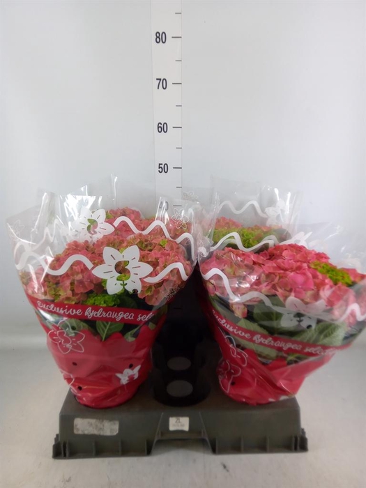 <h4>Hydrangea mac.   ...</h4>